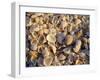 Sanibel Island, Famous for the Millions of Shells That Wash up on Its Beaches, Florida, USA-Fraser Hall-Framed Photographic Print