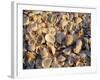 Sanibel Island, Famous for the Millions of Shells That Wash up on Its Beaches, Florida, USA-Fraser Hall-Framed Photographic Print