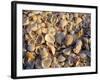 Sanibel Island, Famous for the Millions of Shells That Wash up on Its Beaches, Florida, USA-Fraser Hall-Framed Photographic Print