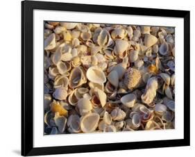 Sanibel Island, Famous for the Millions of Shells That Wash up on Its Beaches, Florida, USA-Fraser Hall-Framed Photographic Print