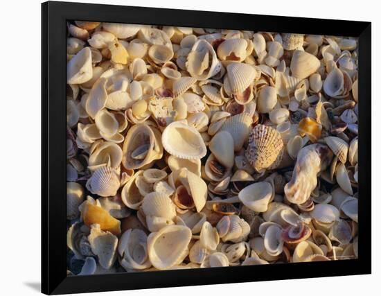 Sanibel Island, Famous for the Millions of Shells That Wash up on Its Beaches, Florida, USA-Fraser Hall-Framed Photographic Print