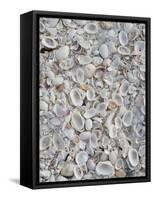 Sanibel Seashells, Sanibel Island, Florida, USA-Walter Bibikow-Framed Stretched Canvas