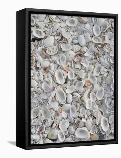 Sanibel Seashells, Sanibel Island, Florida, USA-Walter Bibikow-Framed Stretched Canvas