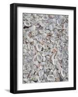 Sanibel Seashells, Sanibel Island, Florida, USA-Walter Bibikow-Framed Photographic Print