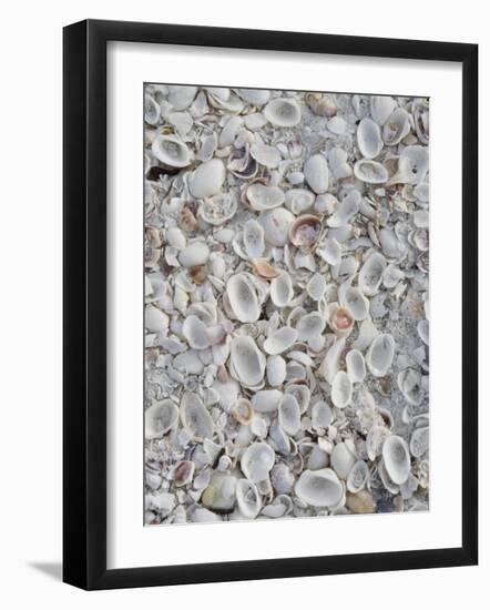 Sanibel Seashells, Sanibel Island, Florida, USA-Walter Bibikow-Framed Photographic Print