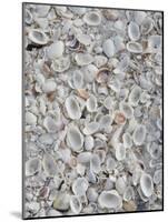 Sanibel Seashells, Sanibel Island, Florida, USA-Walter Bibikow-Mounted Photographic Print