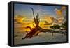 Sanibel Sunrise-Dennis Goodman-Framed Stretched Canvas