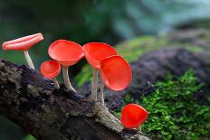 Fungi Cup Red Mushroom Champagne Cup Found in the Rain Forests of Central Thailand.-Sanit Fuangnakhon-Photographic Print