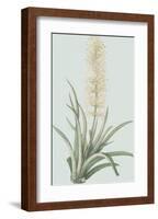 Sansevieria Zeylancia - Celadon-Pierre Joseph Redoute-Framed Giclee Print