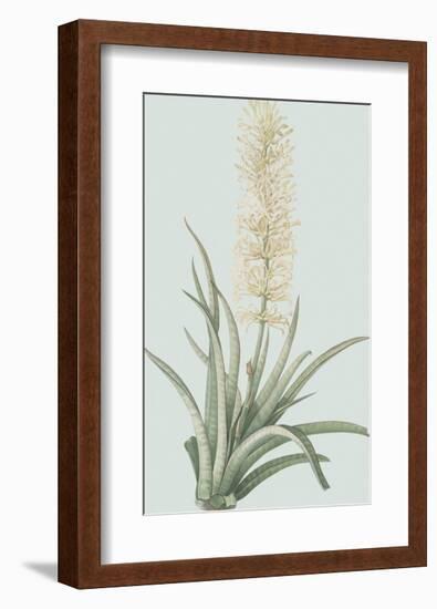 Sansevieria Zeylancia - Celadon-Pierre Joseph Redoute-Framed Giclee Print