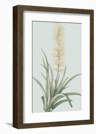 Sansevieria Zeylancia - Celadon-Pierre Joseph Redoute-Framed Giclee Print