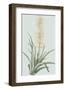 Sansevieria Zeylancia - Celadon-Pierre Joseph Redoute-Framed Giclee Print