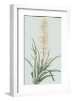 Sansevieria Zeylancia - Celadon-Pierre Joseph Redoute-Framed Giclee Print