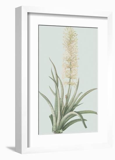 Sansevieria Zeylancia - Celadon-Pierre Joseph Redoute-Framed Giclee Print