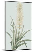 Sansevieria Zeylancia - Celadon-Pierre Joseph Redoute-Mounted Giclee Print