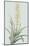 Sansevieria Zeylancia - Celadon-Pierre Joseph Redoute-Mounted Giclee Print