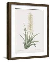 Sansevieria Zeylancia-Pierre Joseph Redoute-Framed Giclee Print