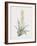 Sansevieria Zeylancia-Pierre Joseph Redoute-Framed Giclee Print