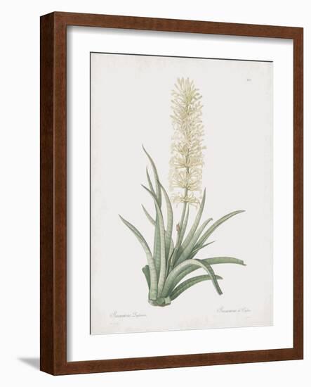 Sansevieria Zeylancia-Pierre Joseph Redoute-Framed Giclee Print