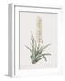 Sansevieria Zeylancia-Pierre Joseph Redoute-Framed Giclee Print