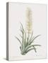 Sansevieria Zeylancia-Pierre Joseph Redoute-Stretched Canvas