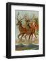 Santa and His Reindeer Flying Through the Sky with a Sleigh Full of Christmas Goodies-null-Framed Photographic Print