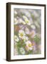 Santa Barbara Daisies II-Kathy Mahan-Framed Photographic Print