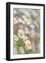 Santa Barbara Daisies II-Kathy Mahan-Framed Photographic Print