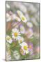 Santa Barbara Daisies II-Kathy Mahan-Mounted Photographic Print