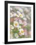 Santa Barbara Daisies-Don Paulson-Framed Giclee Print