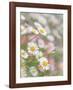 Santa Barbara Daisies-Don Paulson-Framed Giclee Print