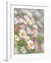 Santa Barbara Daisies-Don Paulson-Framed Giclee Print