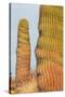 Santa Catalina barrel cactus, Sea of Cortez, Mexico-Claudio Contreras-Stretched Canvas