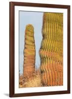 Santa Catalina barrel cactus, Sea of Cortez, Mexico-Claudio Contreras-Framed Photographic Print