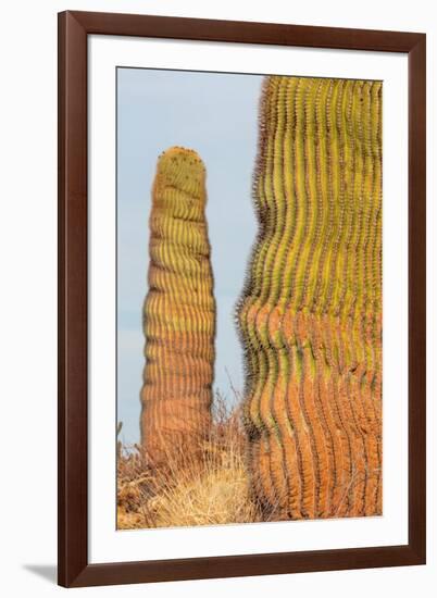 Santa Catalina barrel cactus, Sea of Cortez, Mexico-Claudio Contreras-Framed Photographic Print