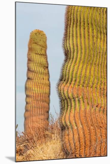 Santa Catalina barrel cactus, Sea of Cortez, Mexico-Claudio Contreras-Mounted Photographic Print