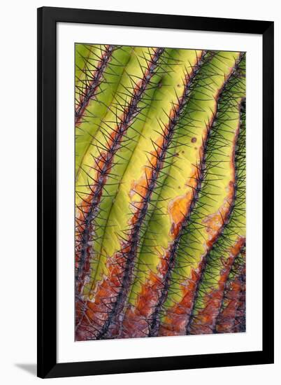 Santa Catalina barrel cactus spines close up, Mexico-Claudio Contreras-Framed Photographic Print