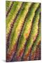 Santa Catalina barrel cactus spines close up, Mexico-Claudio Contreras-Mounted Photographic Print