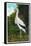 Santa Catalina Island, California - Bird Park, View of a Maguiri Stork-Lantern Press-Framed Stretched Canvas