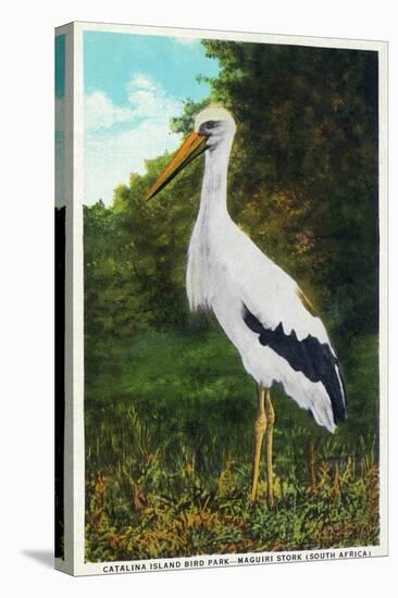 Santa Catalina Island, California - Bird Park, View of a Maguiri Stork-Lantern Press-Stretched Canvas