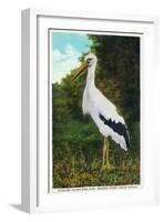 Santa Catalina Island, California - Bird Park, View of a Maguiri Stork-Lantern Press-Framed Art Print