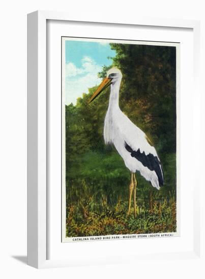 Santa Catalina Island, California - Bird Park, View of a Maguiri Stork-Lantern Press-Framed Art Print