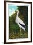 Santa Catalina Island, California - Bird Park, View of a Maguiri Stork-Lantern Press-Framed Art Print