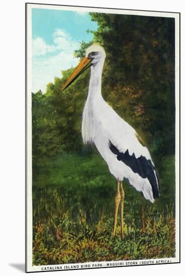 Santa Catalina Island, California - Bird Park, View of a Maguiri Stork-Lantern Press-Mounted Art Print