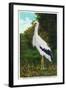 Santa Catalina Island, California - Bird Park, View of a Maguiri Stork-Lantern Press-Framed Art Print