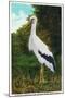 Santa Catalina Island, California - Bird Park, View of a Maguiri Stork-Lantern Press-Mounted Art Print