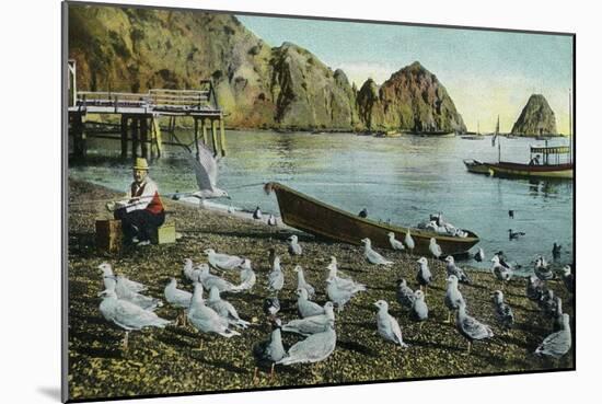 Santa Catalina Island, California - View of Sea Gulls at Avalon-Lantern Press-Mounted Art Print