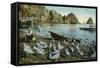 Santa Catalina Island, California - View of Sea Gulls at Avalon-Lantern Press-Framed Stretched Canvas