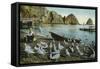 Santa Catalina Island, California - View of Sea Gulls at Avalon-Lantern Press-Framed Stretched Canvas