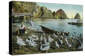 Santa Catalina Island, California - View of Sea Gulls at Avalon-Lantern Press-Stretched Canvas